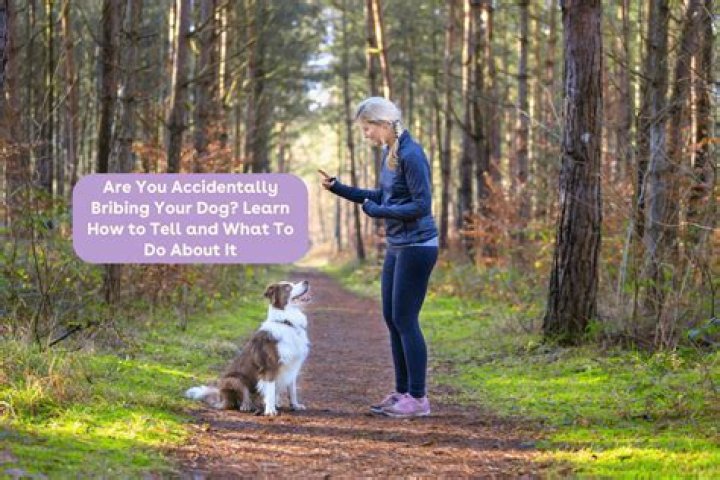 What do you do after stepping on a dog accidentally?